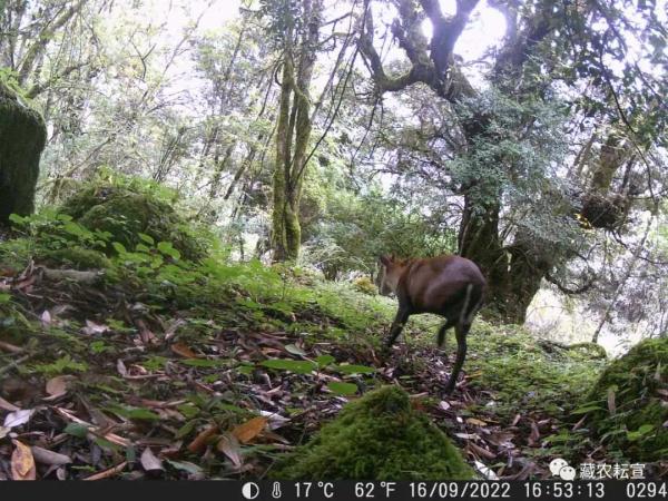 西藏色季拉山發(fā)現(xiàn)雪豹、白頰獼猴等多種珍稀野生動物