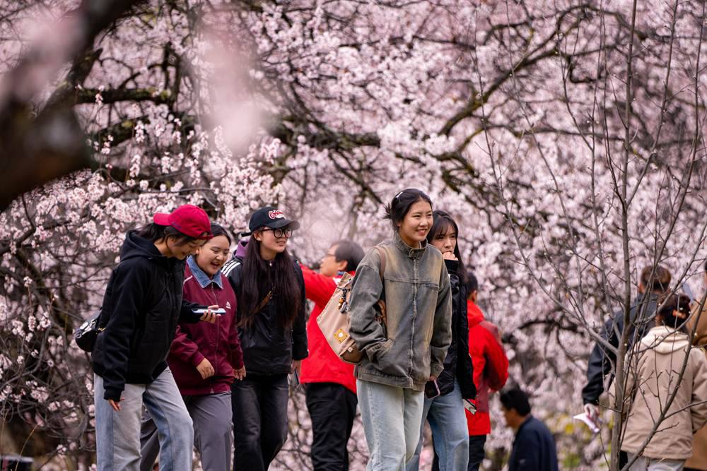 桃花盛開惹人醉，八方游客賞花來。徐馭堯攝