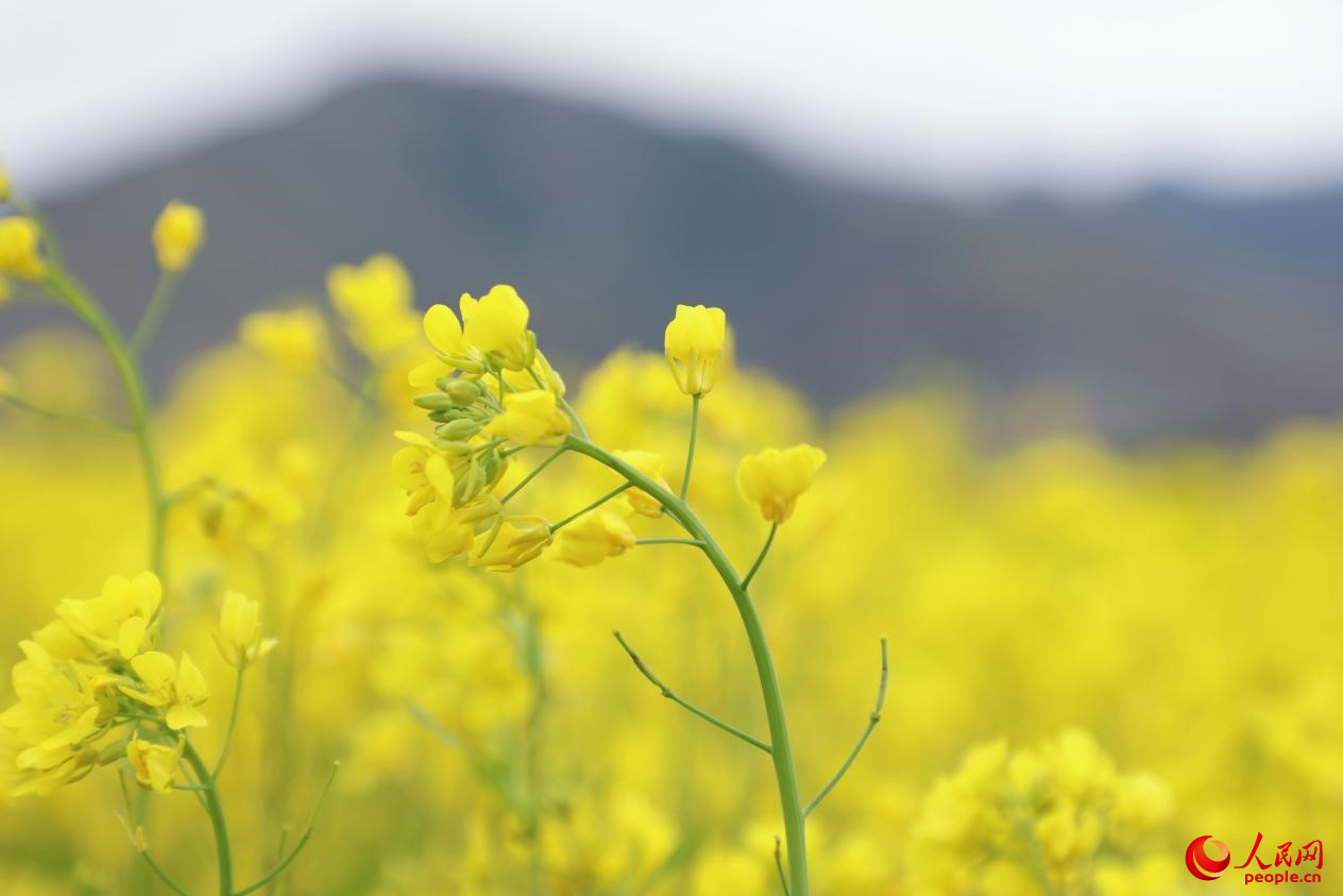 金色油菜花鋪滿大地。 人民網 李海霞攝