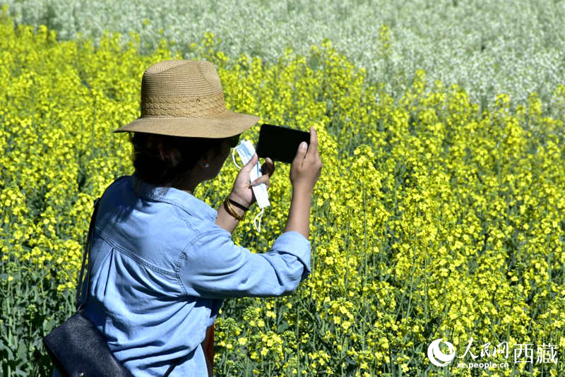 大片油菜花吸引游客到來。人民網(wǎng) 李海霞攝
