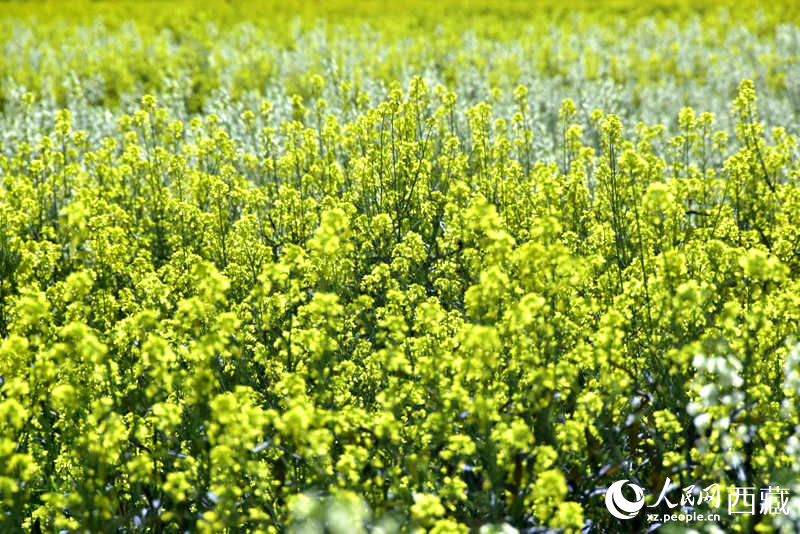 盛開的小油菜花。人民網(wǎng) 李海霞攝