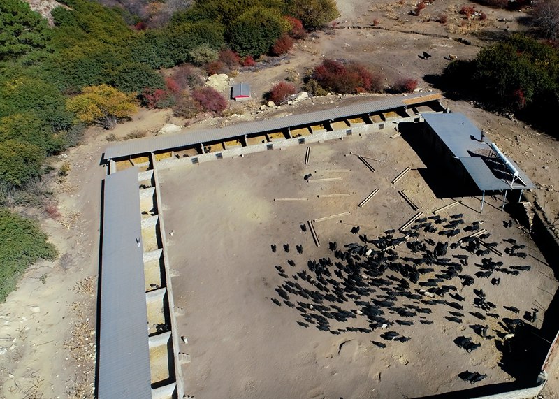 麥村藏香豬養(yǎng)殖基地。