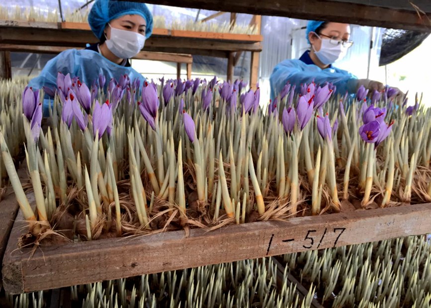 林芝天旺農(nóng)牧產(chǎn)品有限公司藏紅花種植基地工作人員采摘藏紅花。趙新民攝